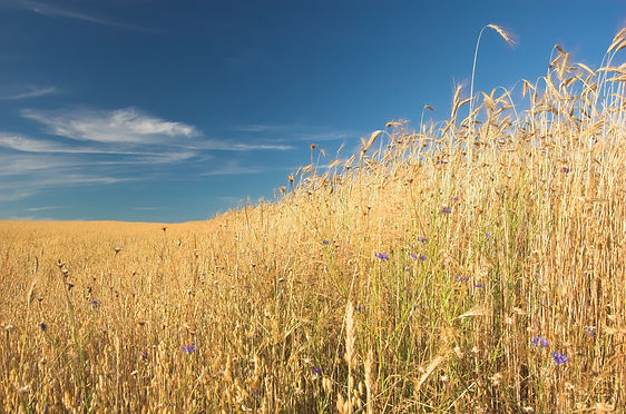 field-with-straw.jpg