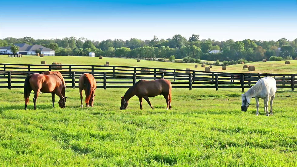 horses-edited.mp4