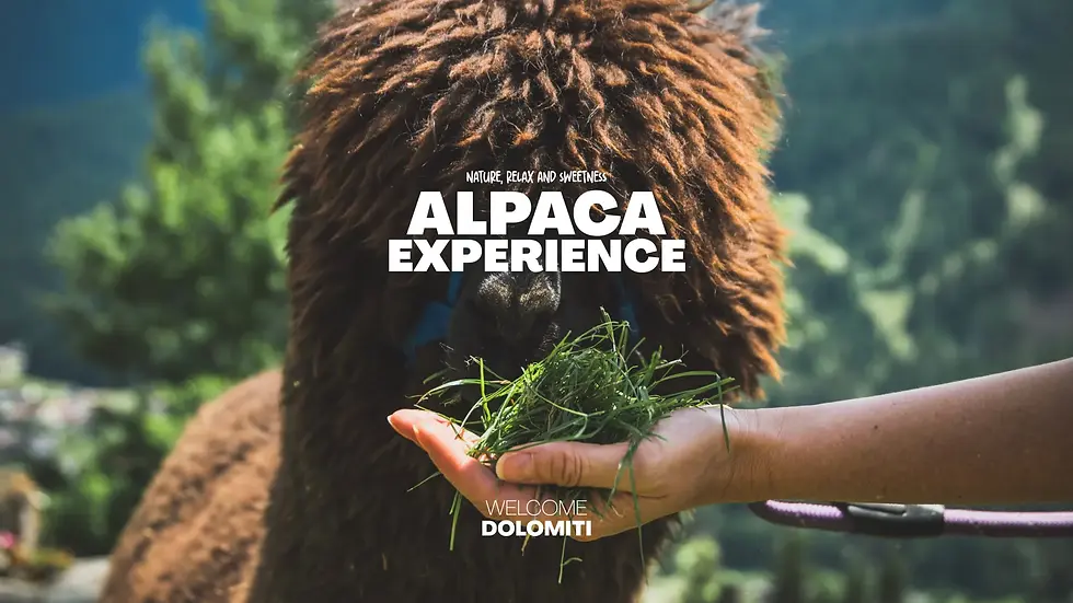 Alpaca Farm in Cadore, Dolomites | WELCOME DOLOMITI