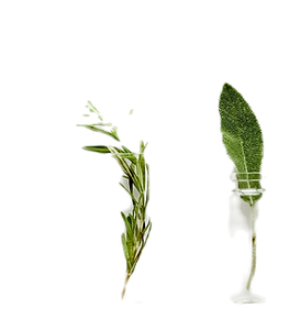 Herbs_edited_edited.png