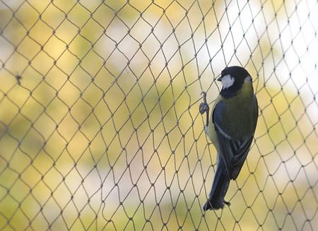 Anti-Bird-Netting.jpeg