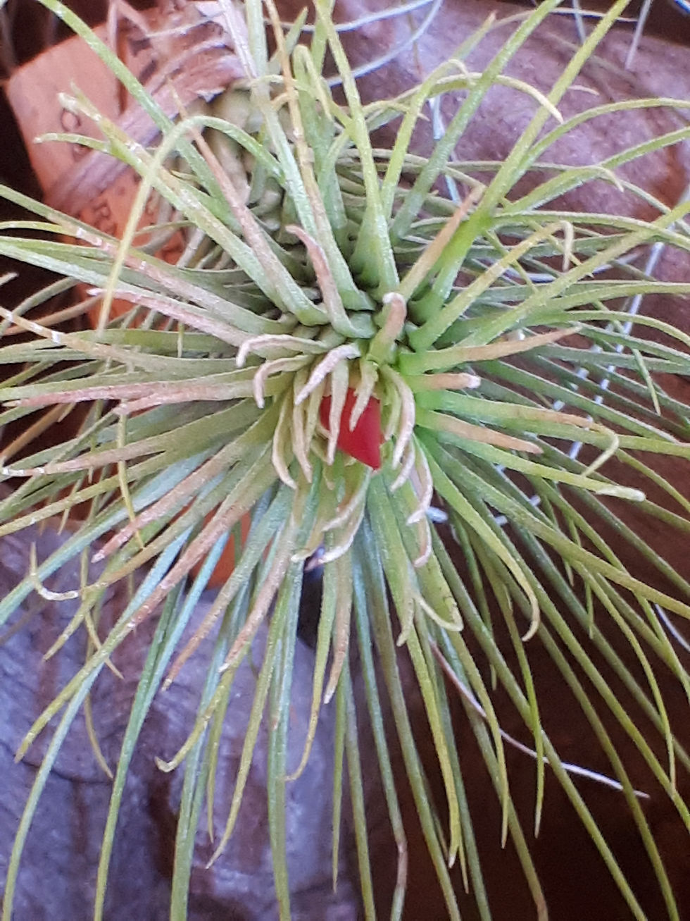 Thumbnail: Air Plant Tillandsia andreana x funckiana