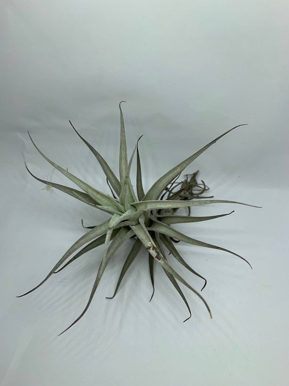 Thumbnail: Air Plant Tillandsia albida