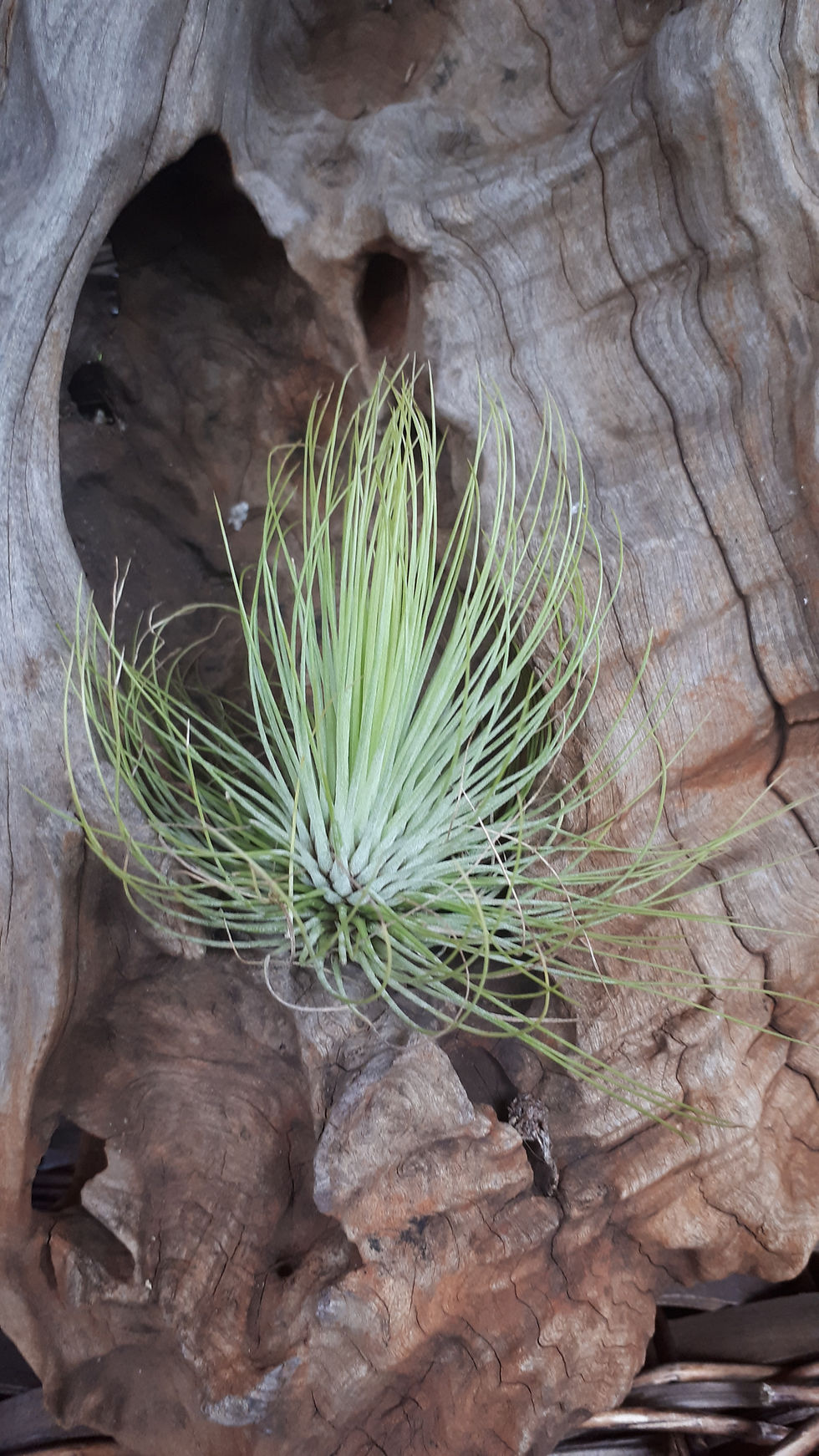 Thumbnail: Air Plant Tillandsia andreana (large)