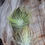 Thumbnail: Air Plant Tillandsia andreana (large)
