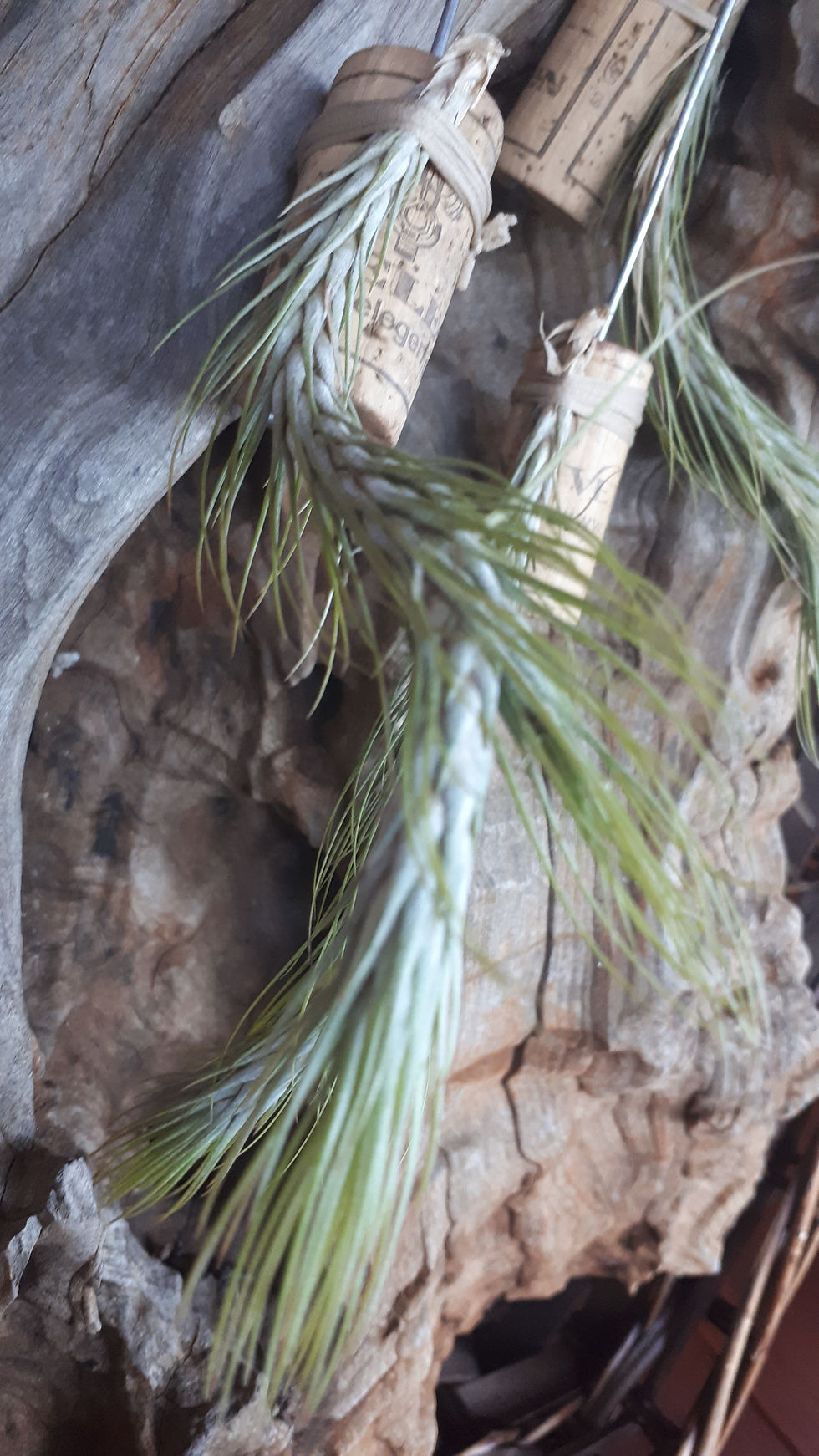 Thumbnail: Air Plant Tillandsia funckiana type 2