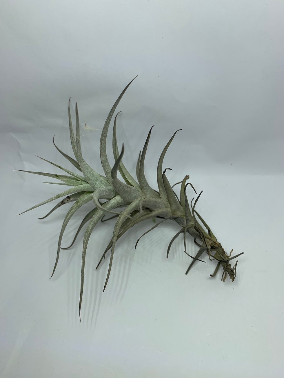 Thumbnail: Air Plant Tillandsia albida