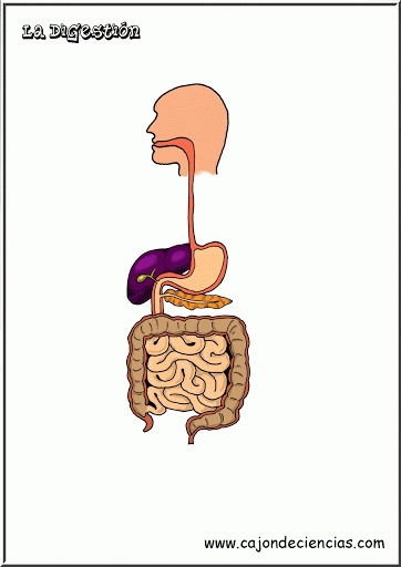 sistema digestivo.gif
