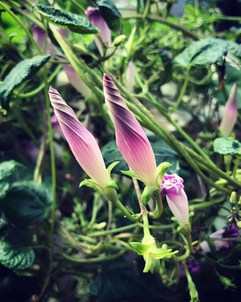 morning glories.jpeg