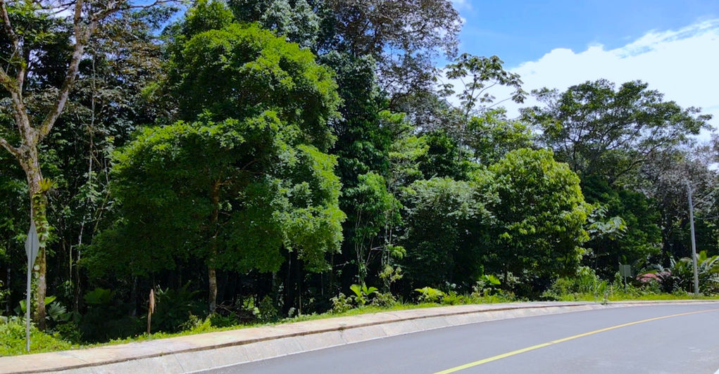 View of the paved road from Bocas to Drago