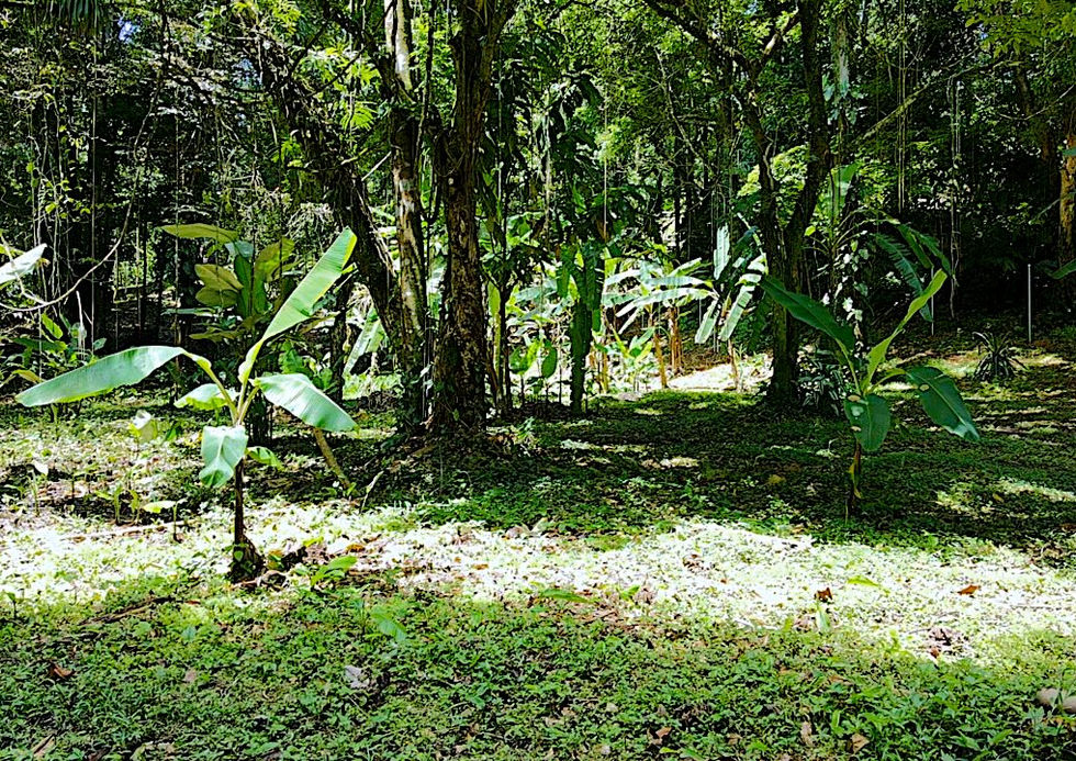 Pictures of the land