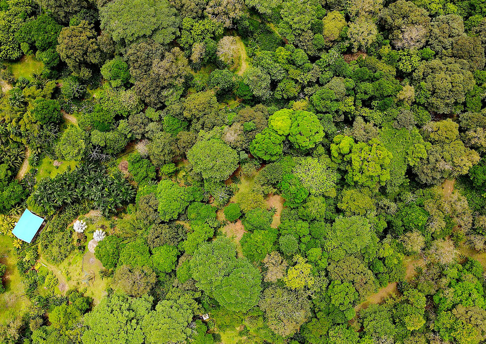 Bird's eye view of the property