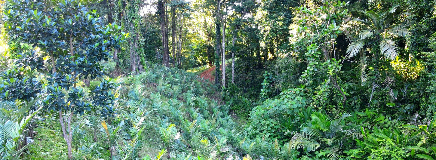 One lot of the development