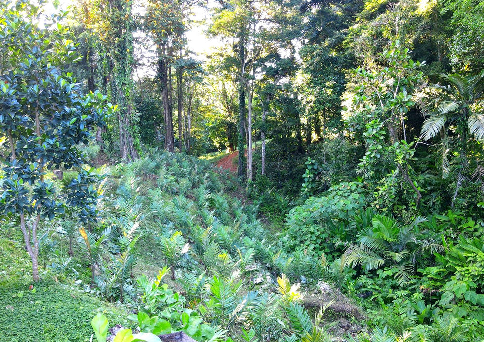 One lot of the development
