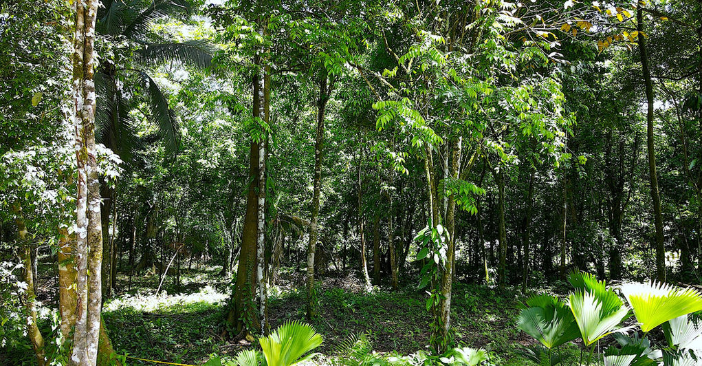 Landscaping of a few lots