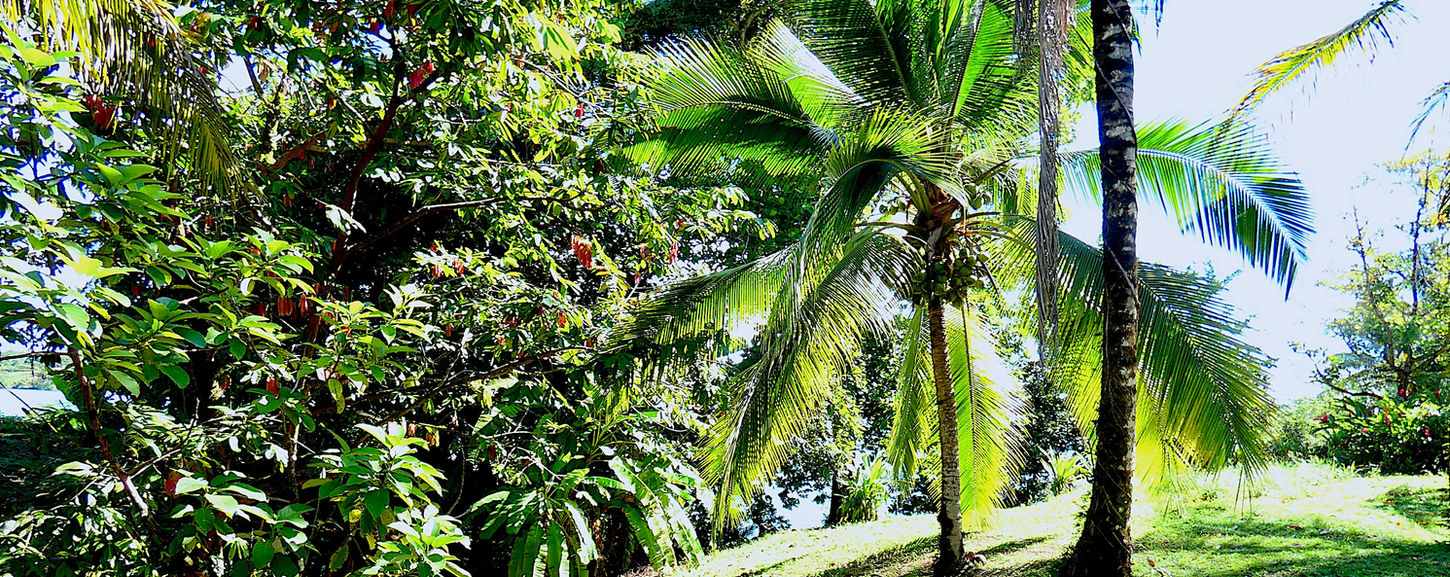 Jardin