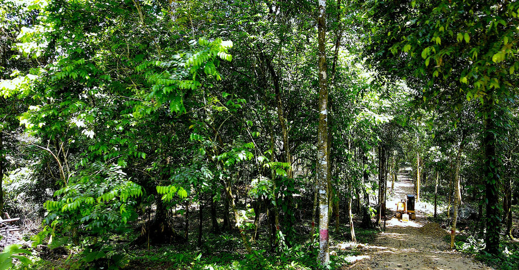 Landscaping of a few lots