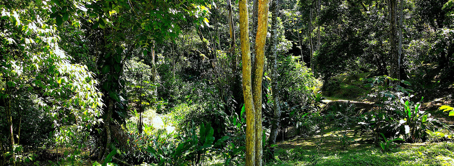 Walking and showing the land