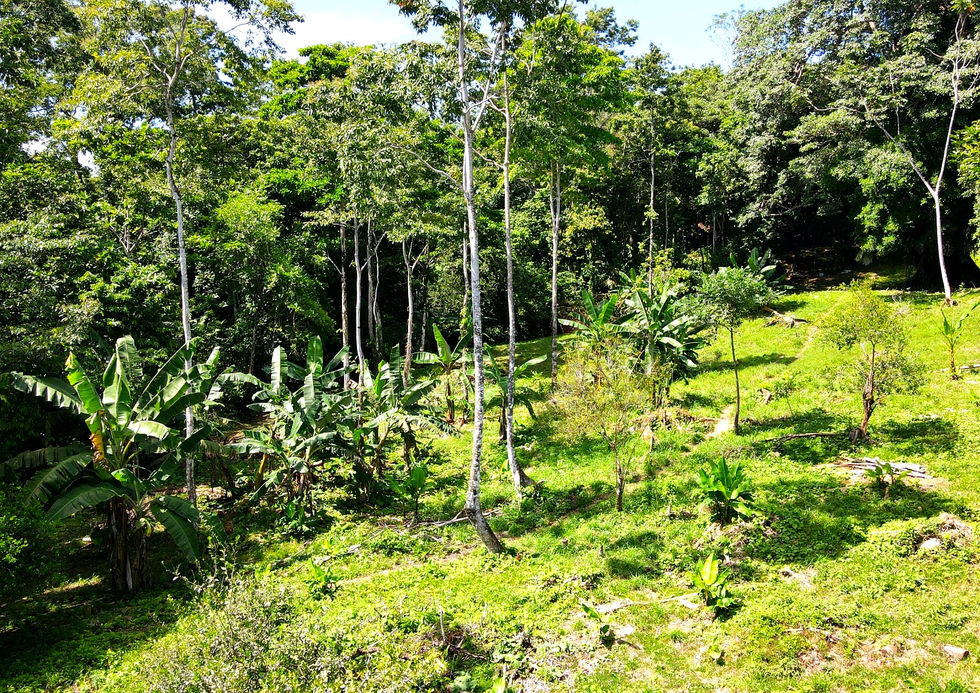 Lot view