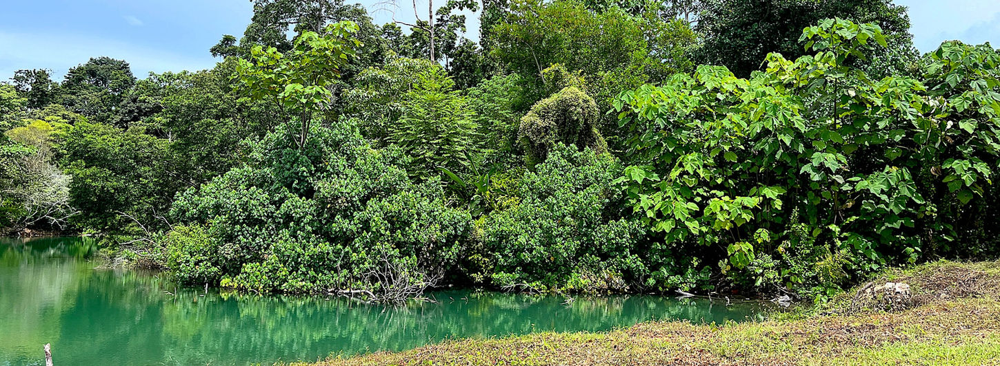 Titled Land with water and road access close to Bocas Town.