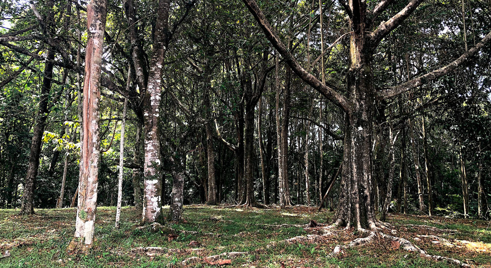 Huge trees plantation. More that 15 acres.