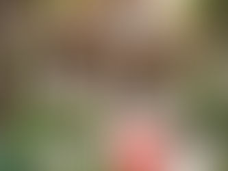 Maison Tropical a vendre