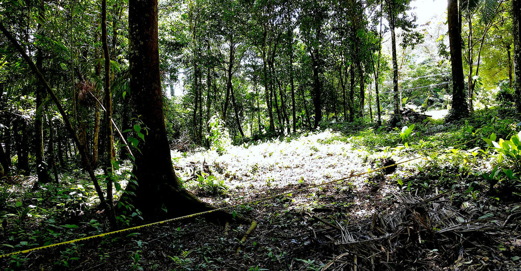 Landscaping of a few lots