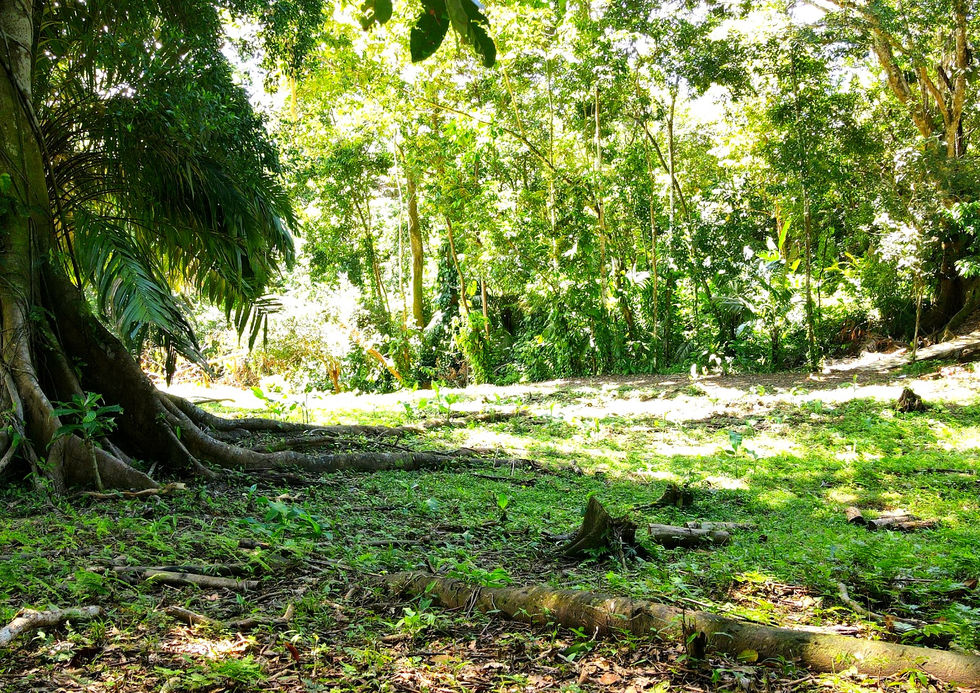 Lot view