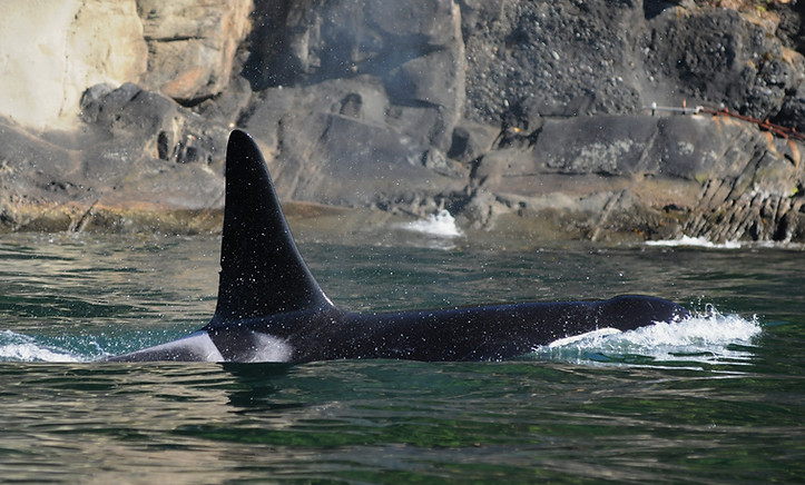 K21 along north side of Stuart Island_20150614DKE_SJ2-098.jpg