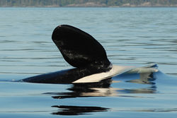 L87 Pectoral Fin (2013)