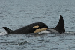 L41's offspring: L112