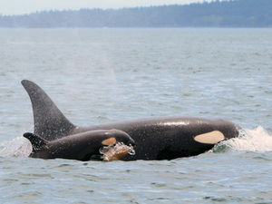 Killer whale reproduction
