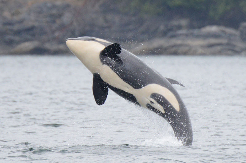 J51