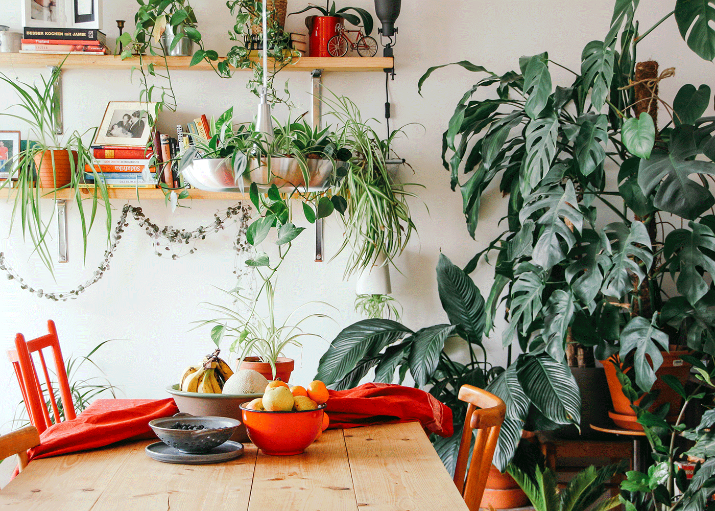 Collection of houseplants in dining room on shelf