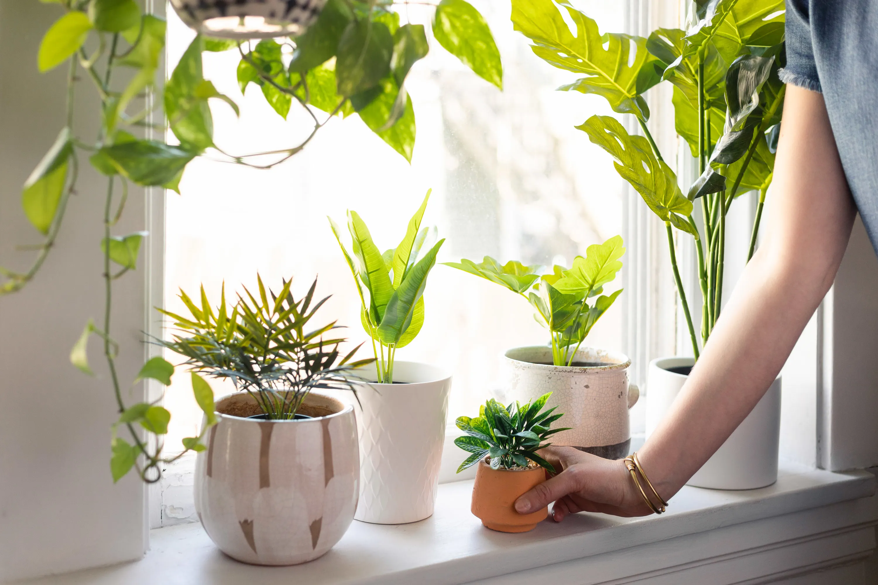 Woman moving houseplant onto windowsill closer to the spring light