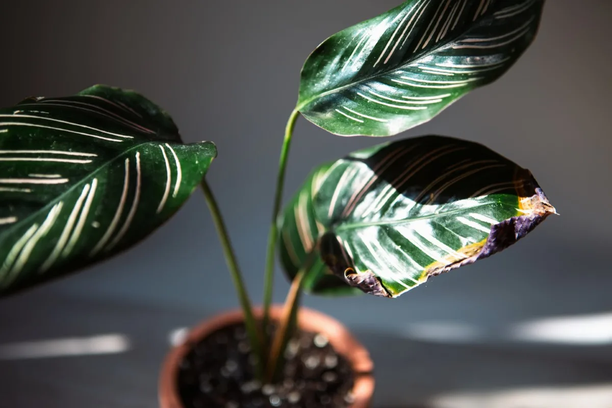 House plant with brown leaves or pests