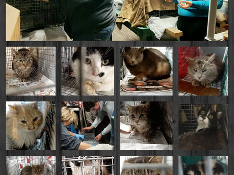 61 desperate kitties rescued from abandoned building