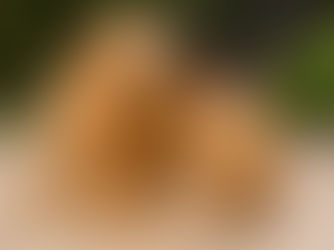 ¿Los Golden Retrievers son propensos a las alergias?