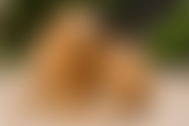 ¿Los Golden Retrievers son propensos a las alergias?