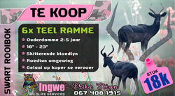Advert