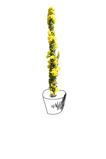 IMG_6556.png