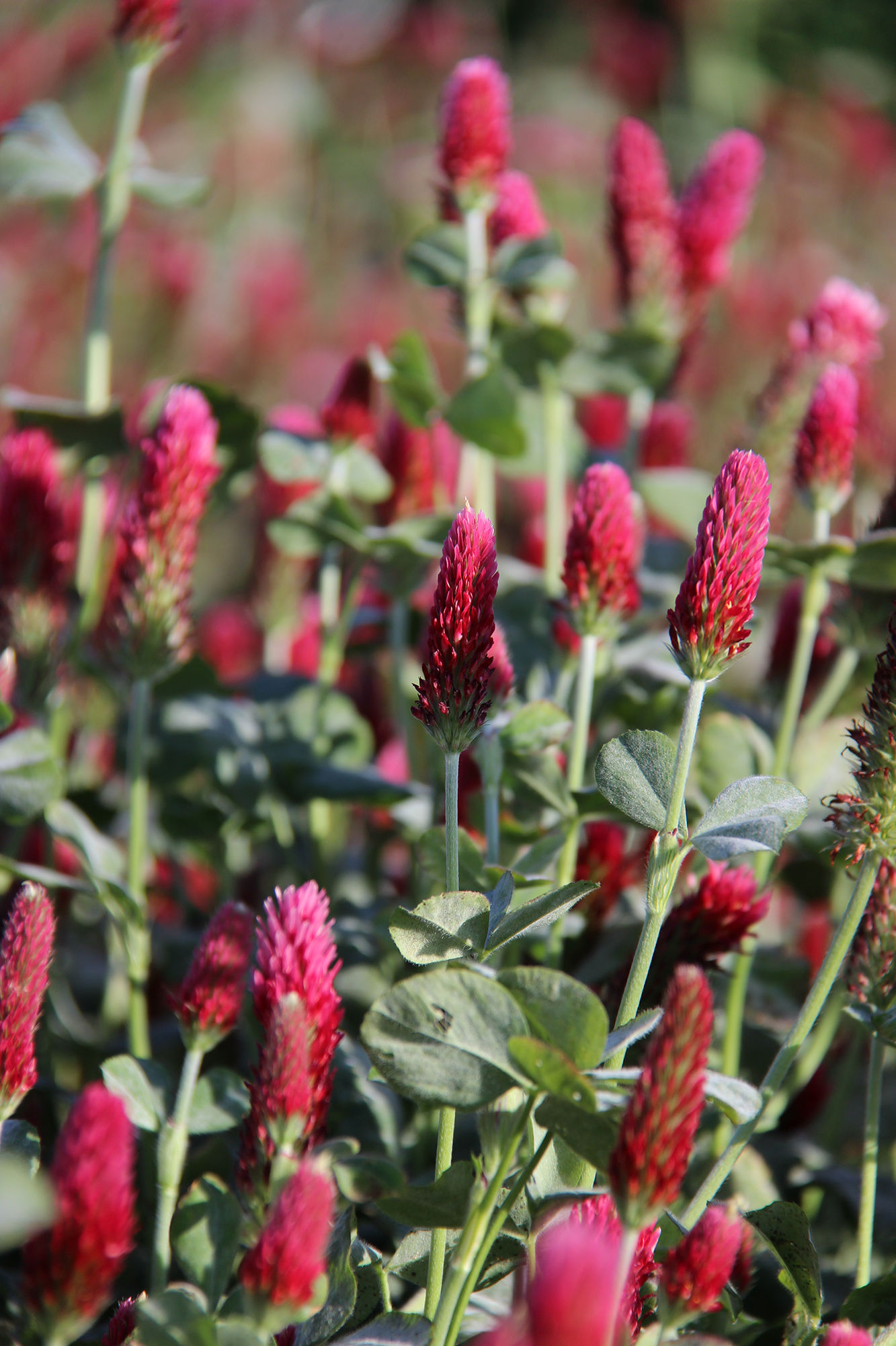 Trèfle incarnat Astéria