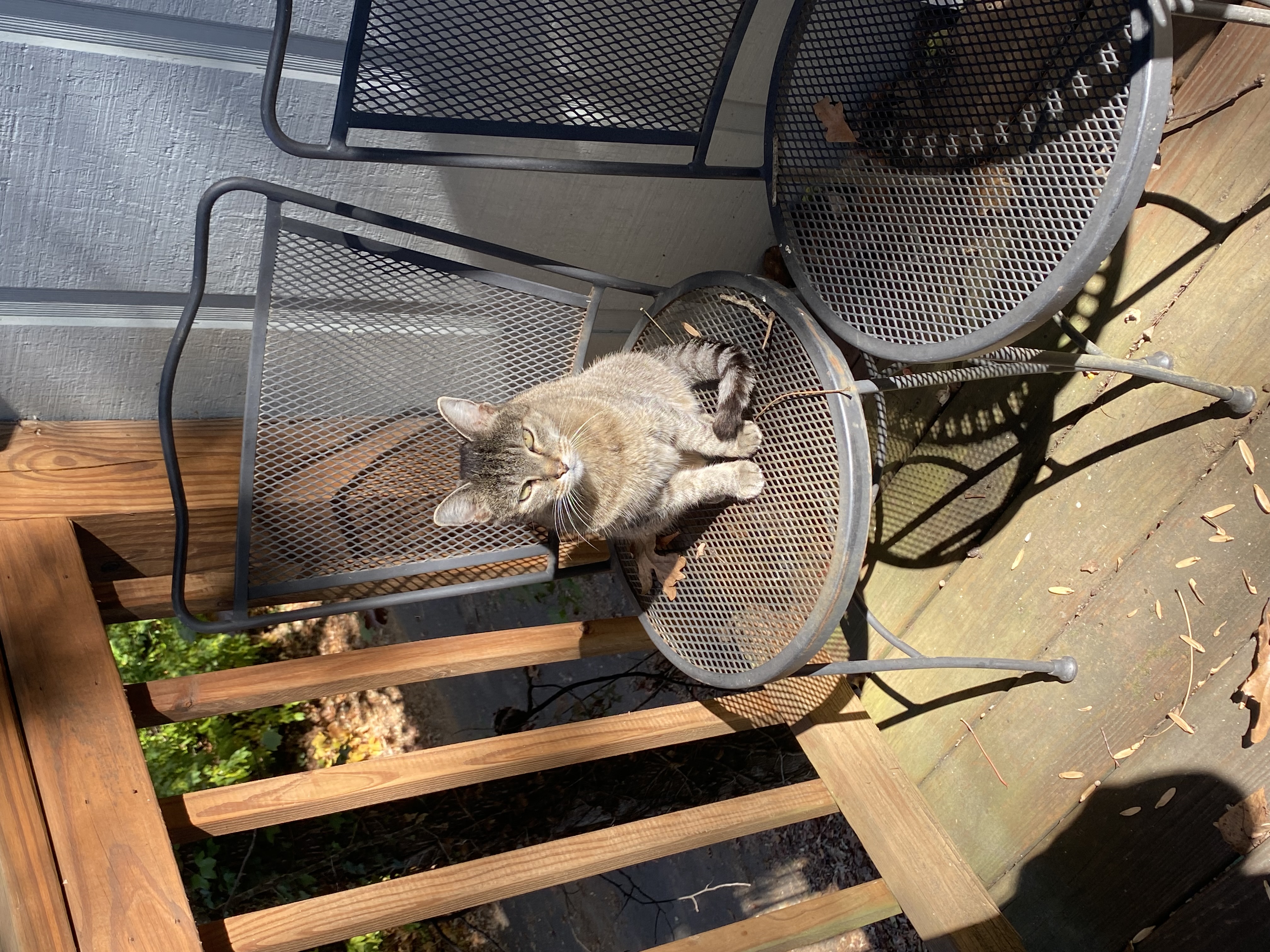 Layla hanging out on the patio