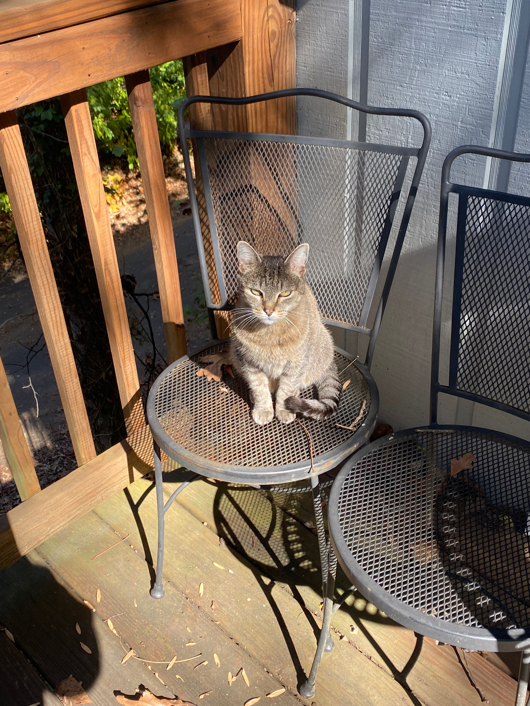 Layla hanging out on the patio