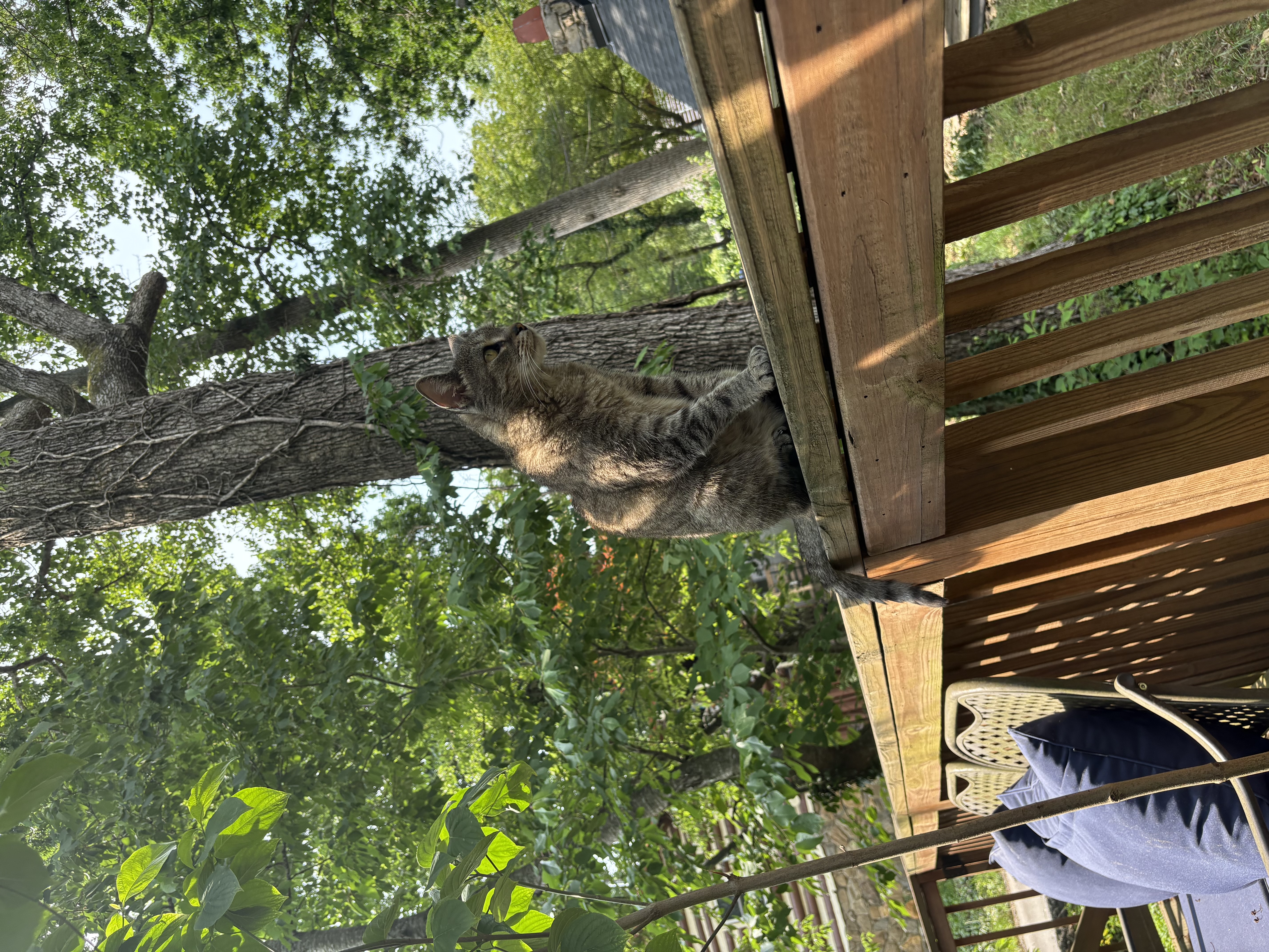 Layla sitting outside by a tree