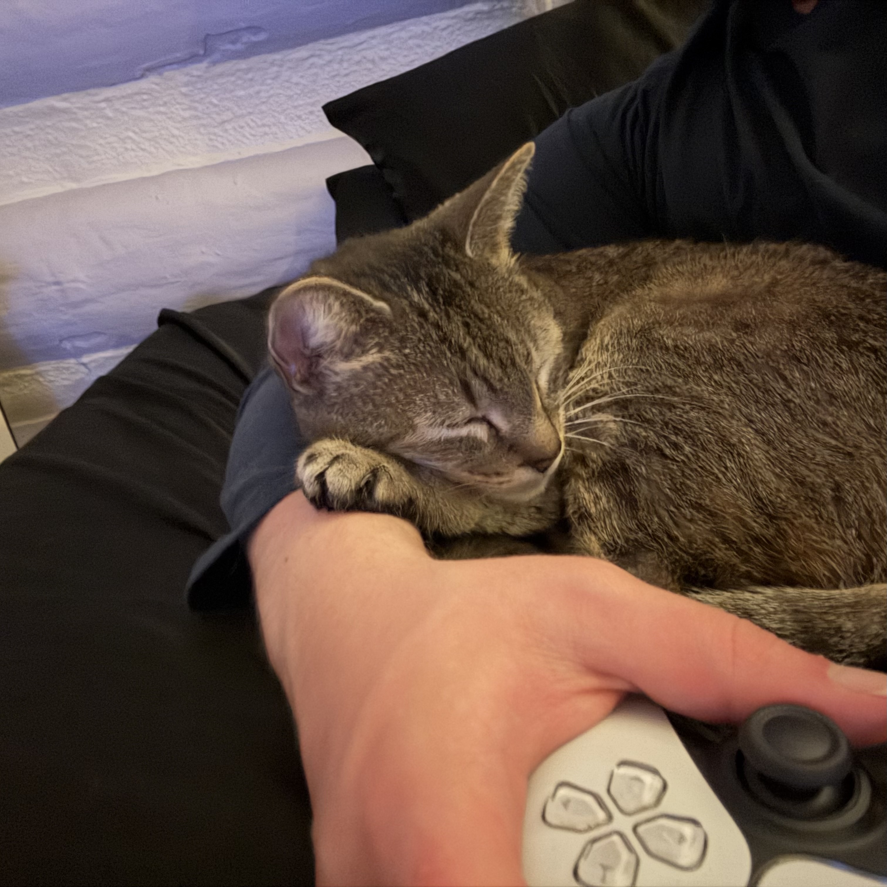 Layla lying across a video game controller