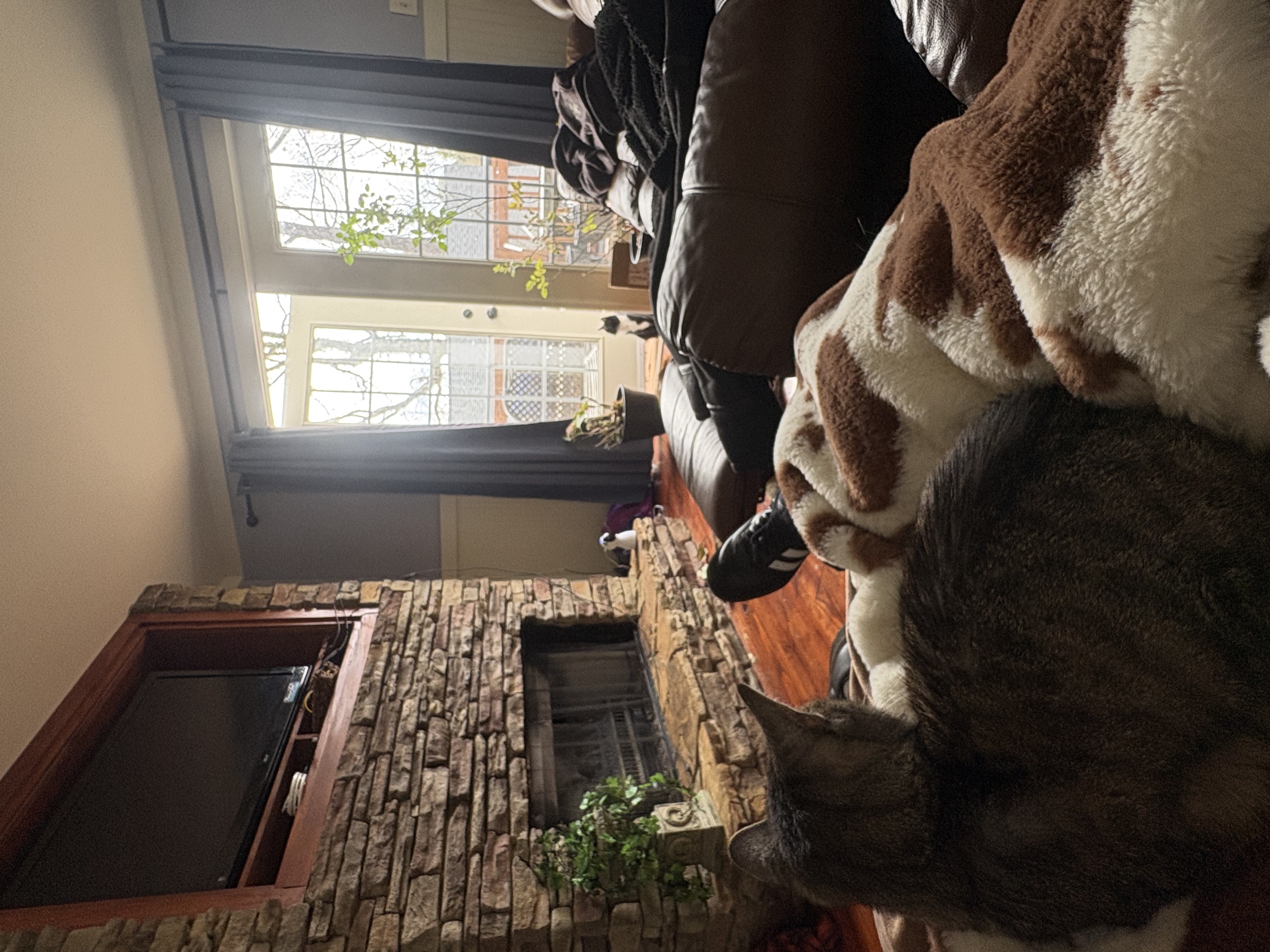 The neighbor's cat waiting by the door