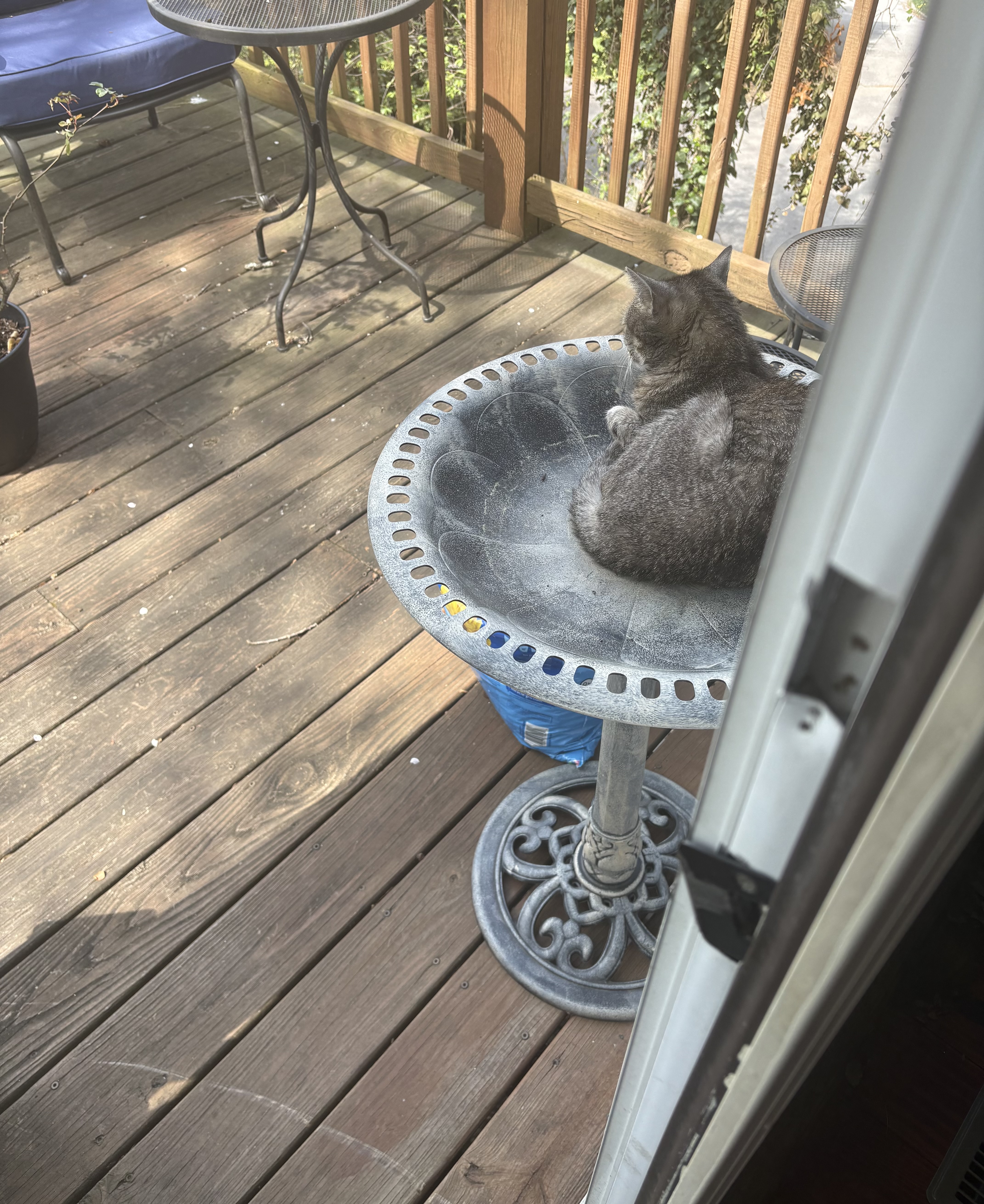 Layla perched and watching birds