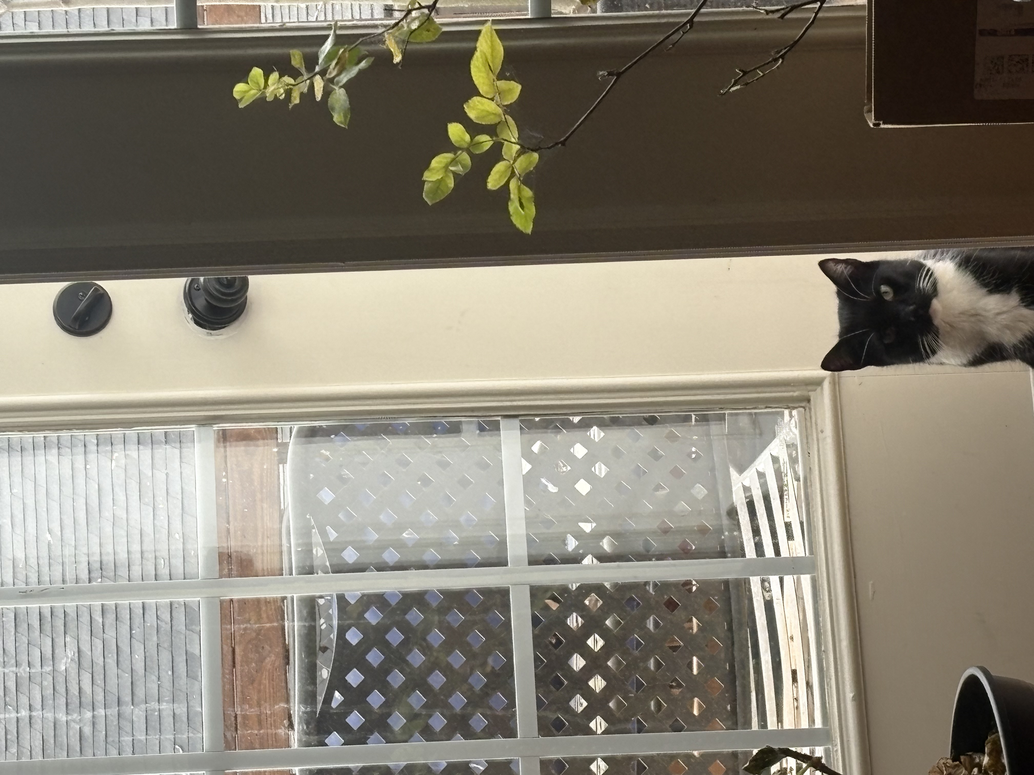 Close-up of the neighbor's cat looking guilty
