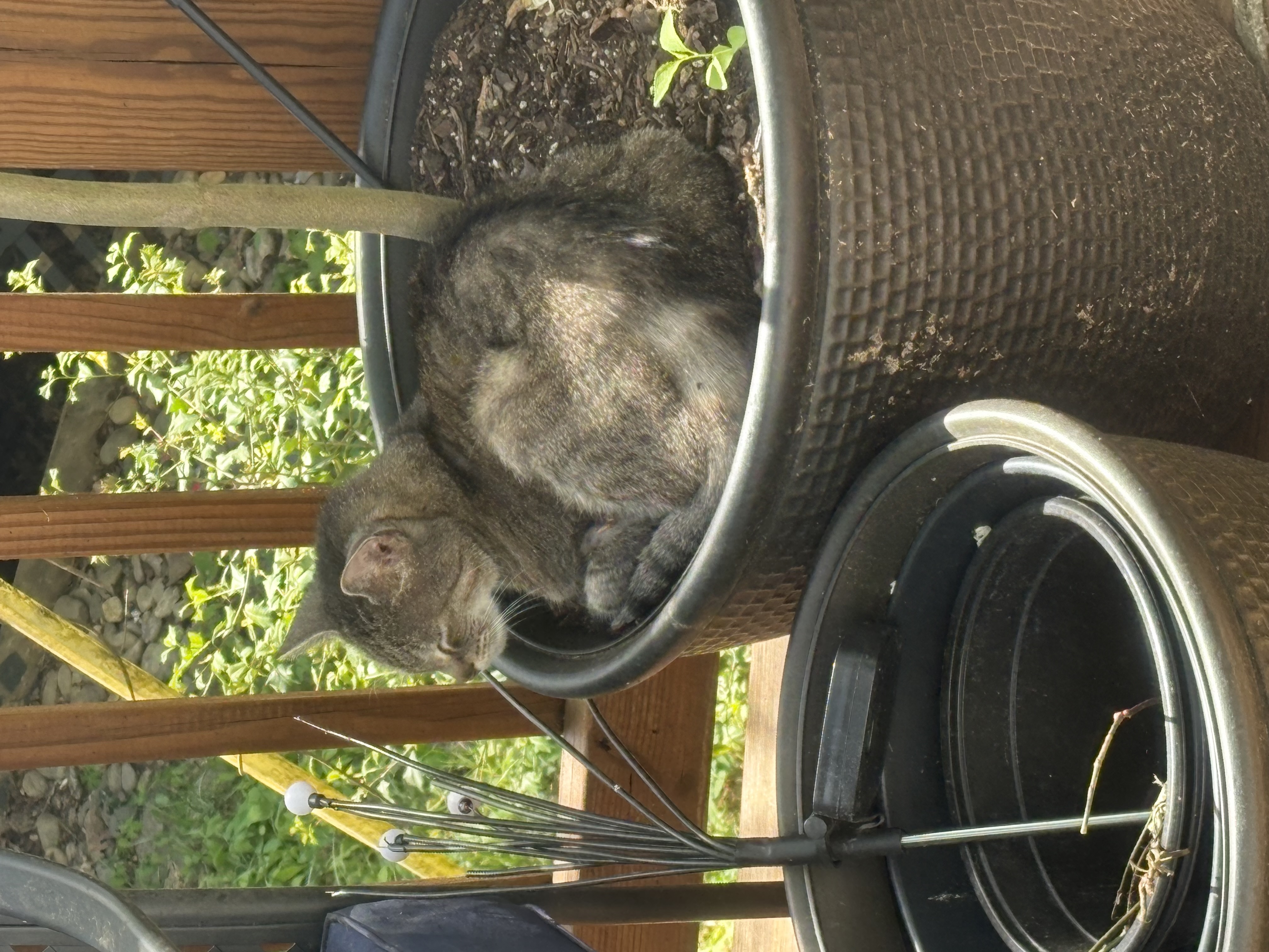 Layla sitting among houseplants